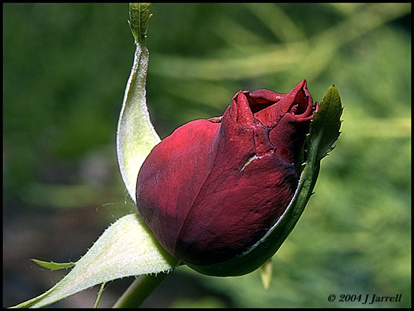 photo "A Simple Rose" tags: nature, flowers