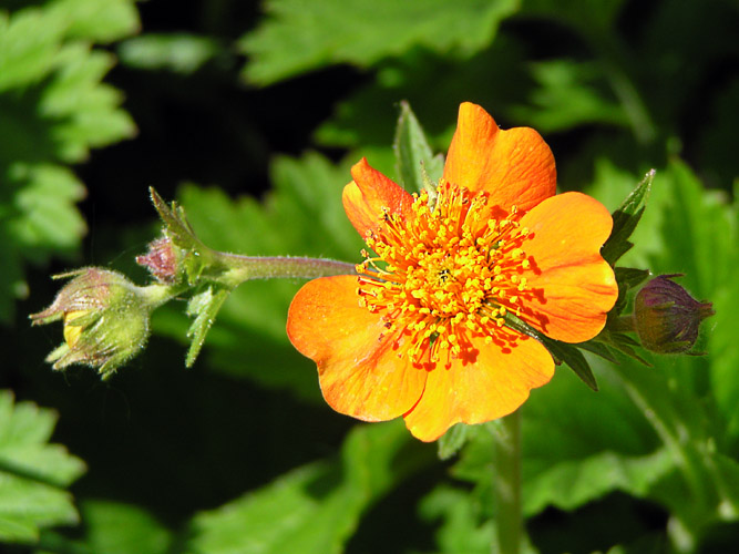 photo "Imitate sun." tags: nature, macro and close-up, flowers