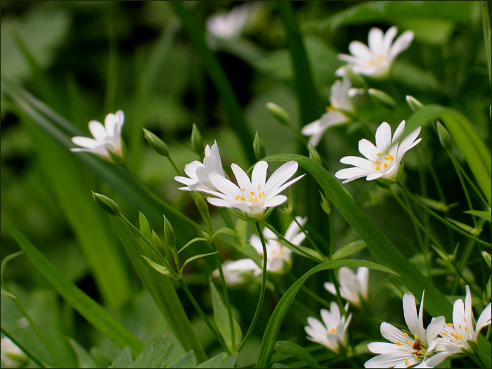 photo "White dance" tags: nature, macro and close-up, flowers