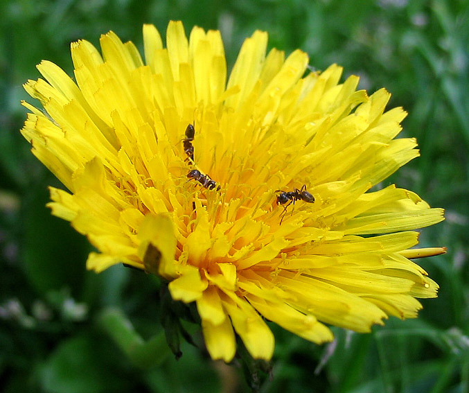 photo "little life" tags: macro and close-up, nature, insect