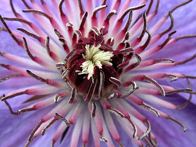 photo "pollen" tags: macro and close-up, 