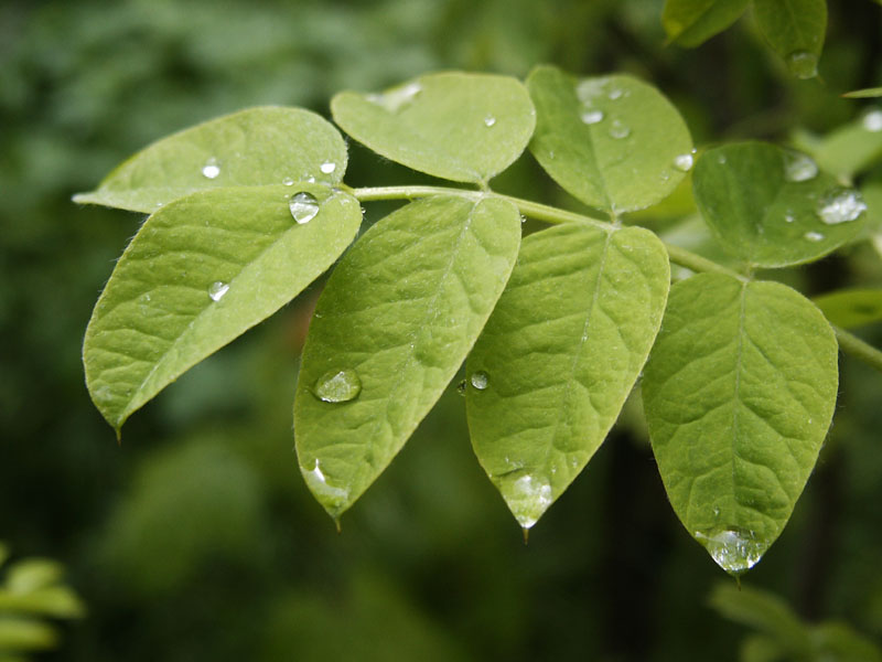 photo "Leaflet and drops" tags: montage, macro and close-up, 