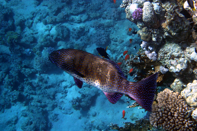 photo "Luminescent camouflage" tags: travel, underwater, Africa