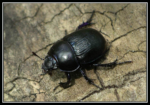 photo "Has crawled" tags: nature, macro and close-up, insect