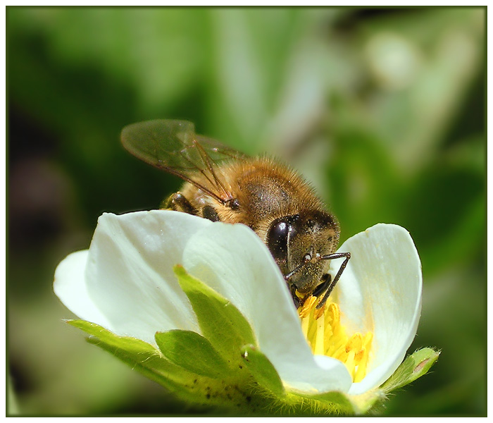 photo "Untitled photo" tags: macro and close-up, nature, insect