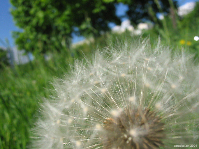 photo "sitting on the dandelion" tags: macro and close-up, nature, flowers