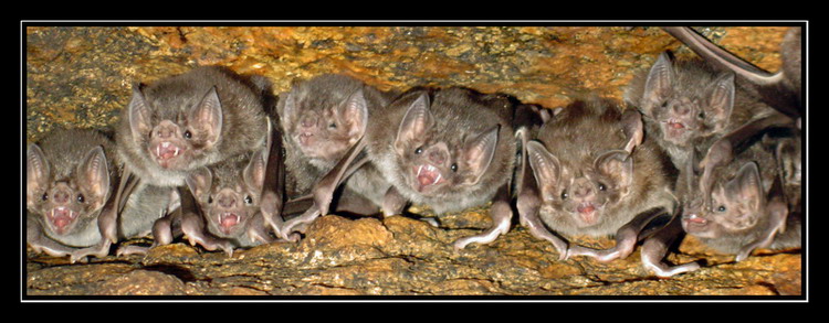 photo "Hungry Bats" tags: nature, landscape, wild animals