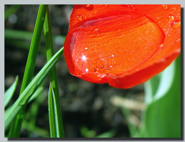 photo "The Grail..." tags: nature, macro and close-up, flowers