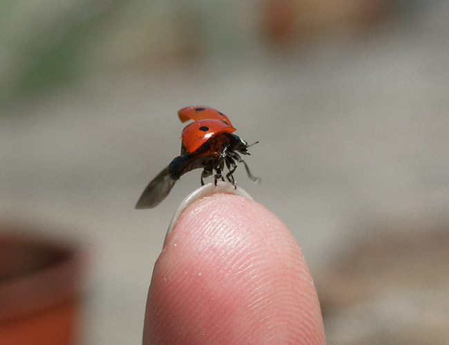 photo "LadyBird" tags: misc., 