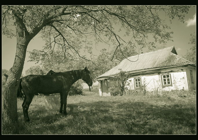 photo "About the house and a horse" tags: genre, black&white, 