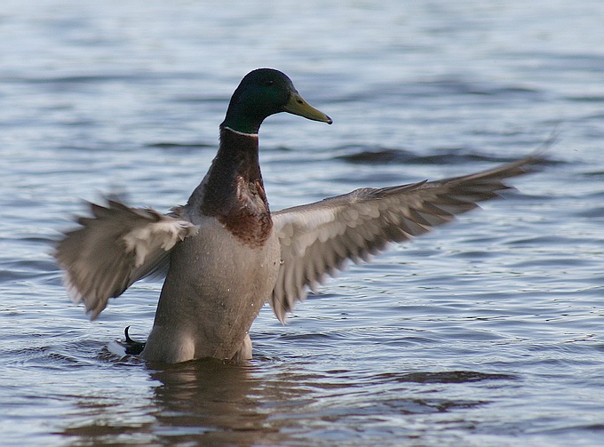 photo "Duck" tags: nature, wild animals