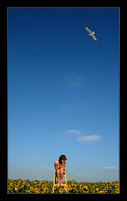 фото "SEAGULL" метки: ню, 