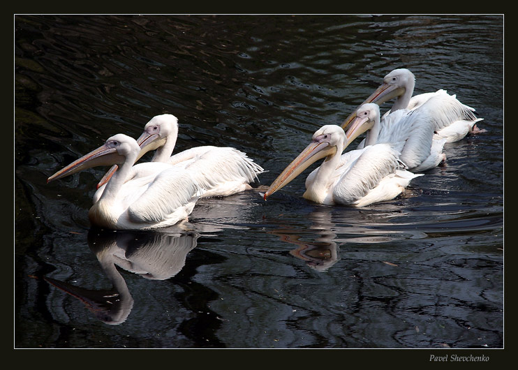 photo "Large family" tags: nature, wild animals