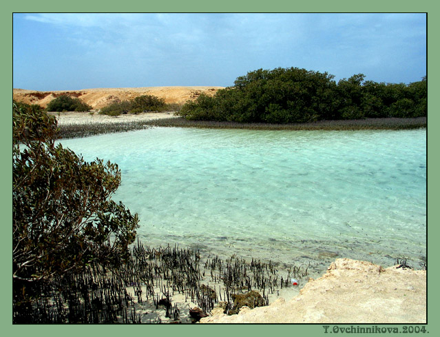 photo "Thrickets of mangras" tags: nature, landscape, flowers, water