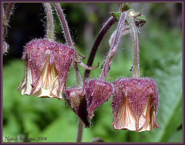 photo "Flowers" tags: nature, macro and close-up, flowers