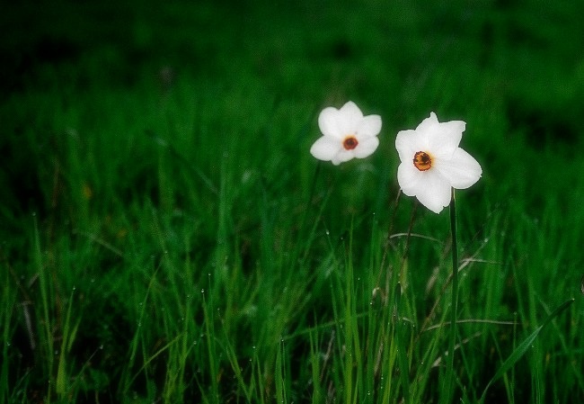 photo "early in the morning..." tags: nature, flowers