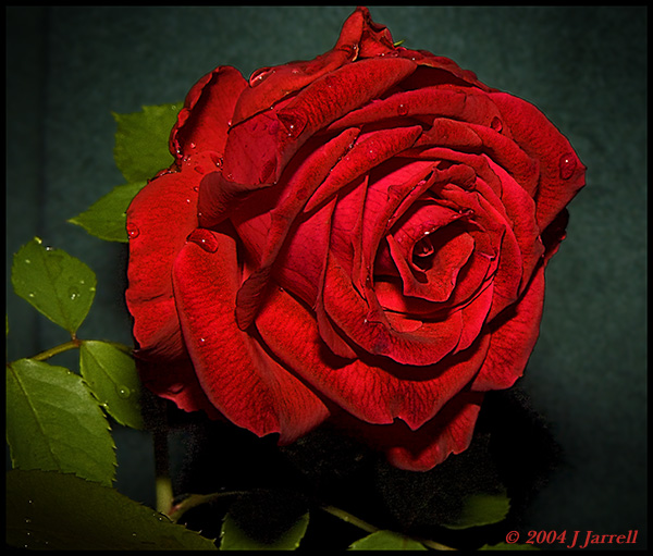 photo "The Rose" tags: misc., 