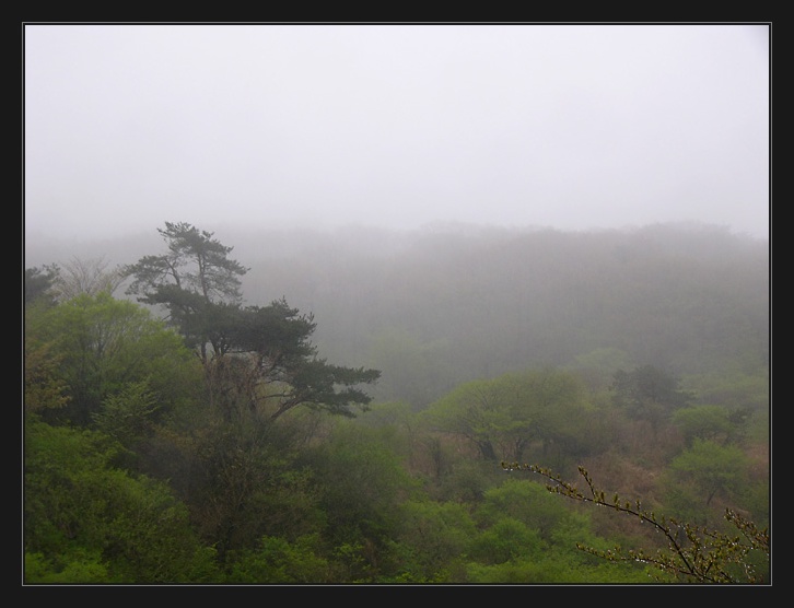 photo "100%humidity" tags: landscape, forest