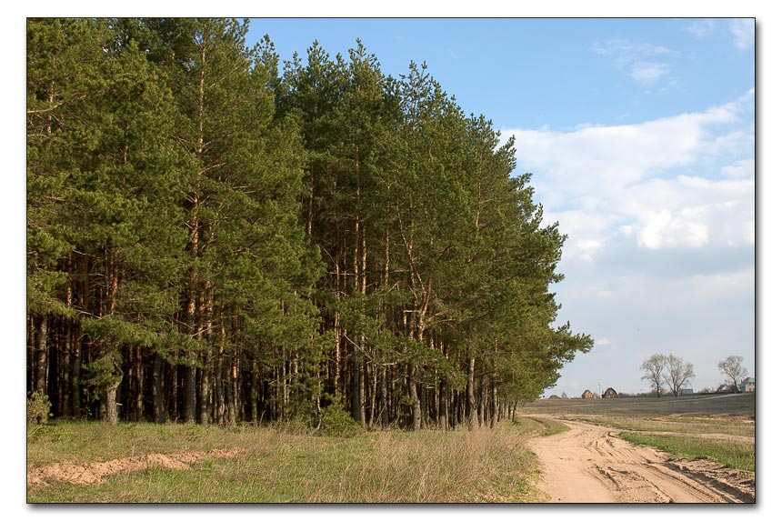 вышла на край леса