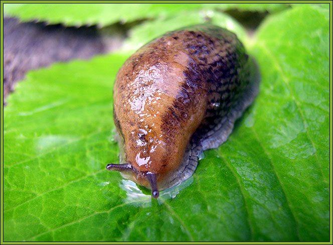 photo "***" tags: macro and close-up, 