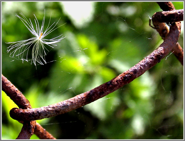 photo "Let me be!" tags: genre, macro and close-up, 