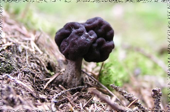 photo "The first mushrooms" tags: nature, flowers