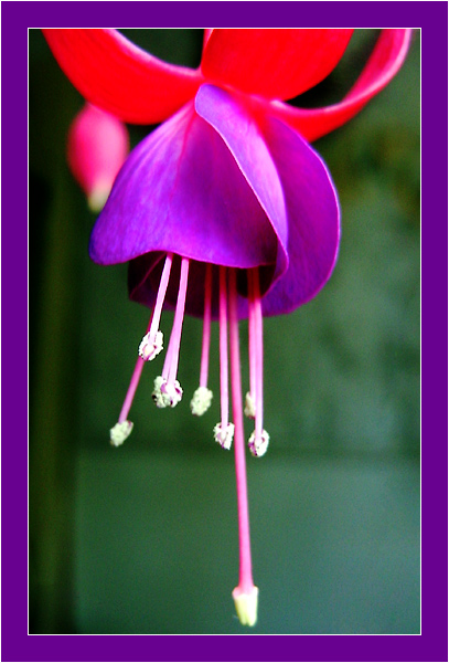 photo "About a pestle and stamens" tags: macro and close-up, nature, flowers