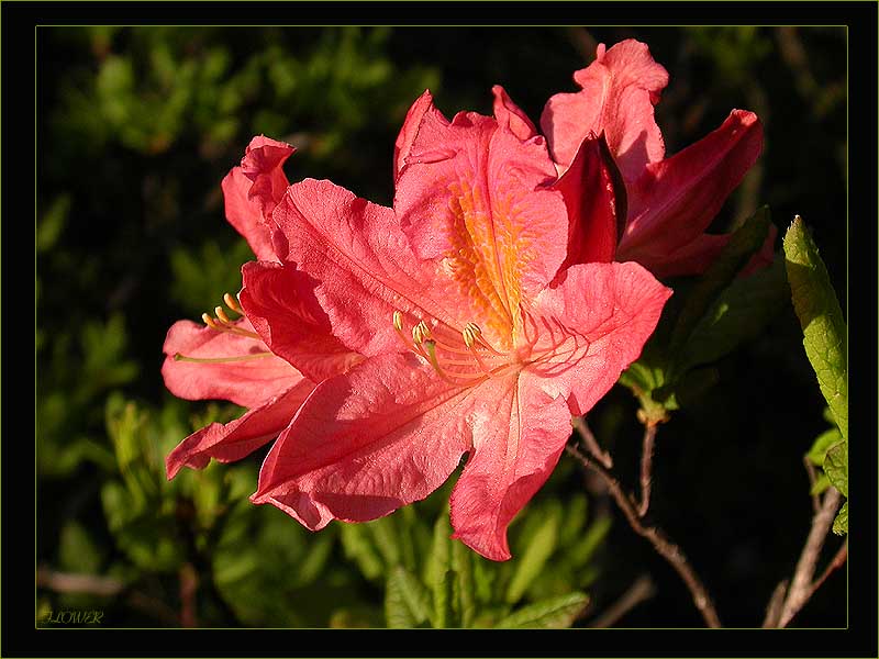 photo "*   *   *" tags: nature, flowers