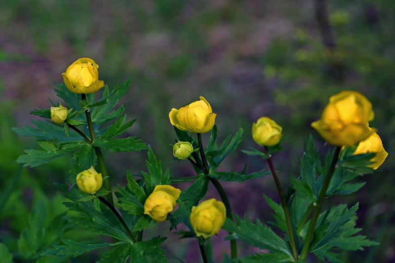 фото "Globeflowers" метки: пейзаж, лес