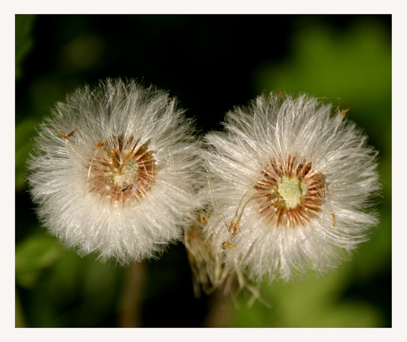 photo "After bloming" tags: nature, flowers