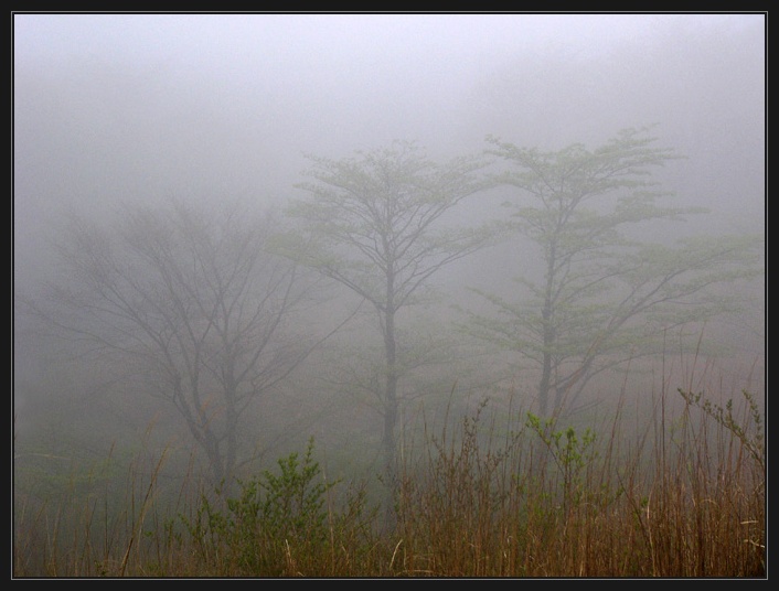 photo "trio in milk" tags: landscape, forest