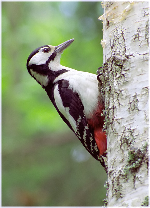 photo "Woodpecker" tags: nature, wild animals