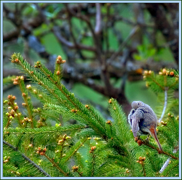 photo "Morning procedures" tags: nature, reporting, wild animals