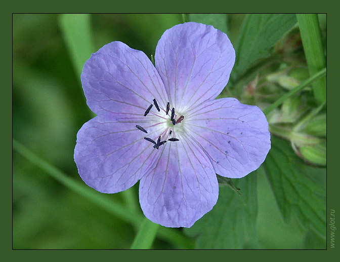 photo "Pestles of a stamen" tags: macro and close-up, nature, flowers