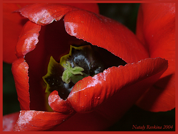 photo "Passion" tags: nature, macro and close-up, flowers