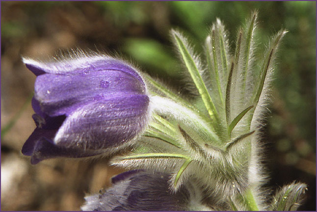 photo "***" tags: macro and close-up, nature, flowers