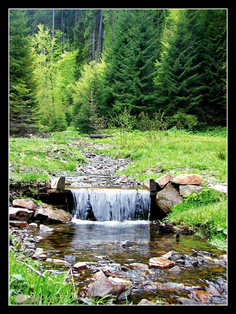 фото "Карпаты" метки: пейзаж, горы, лес