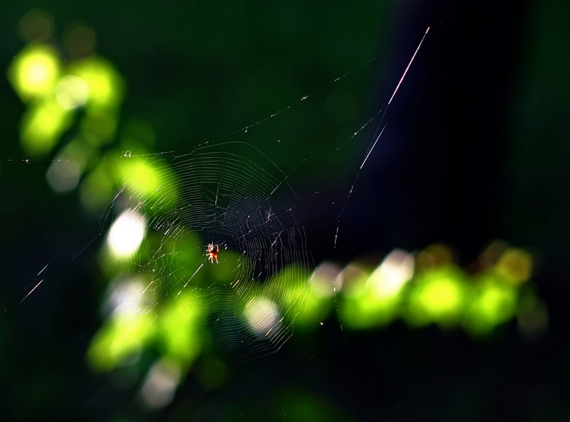 photo "Waiting..." tags: nature, insect