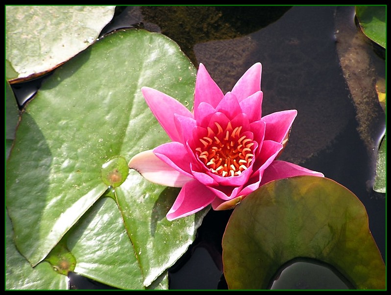 photo "Lily in pond" tags: nature, landscape, flowers, water