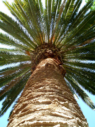 photo "( Palm.)" tags: nature, 