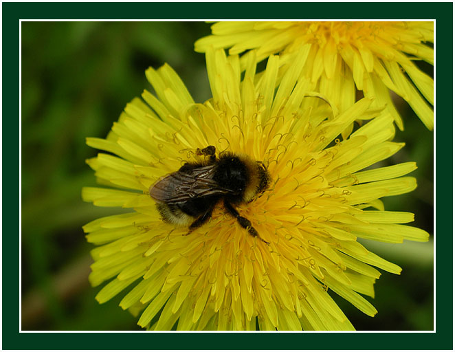 photo "Good appetite" tags: nature, flowers, insect