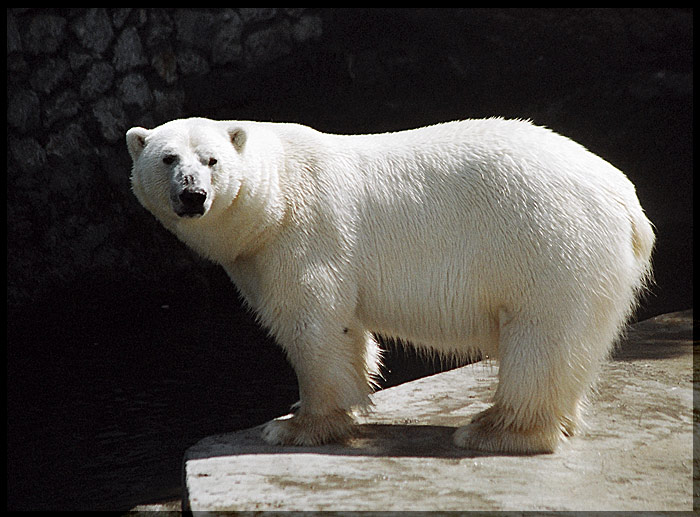 фото "Polar bear." метки: природа, дикие животные