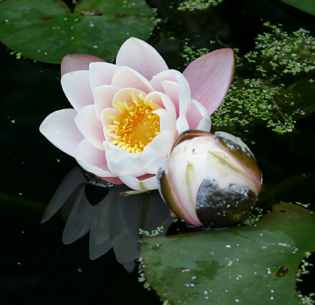 photo "Water Lilies" tags: nature, flowers