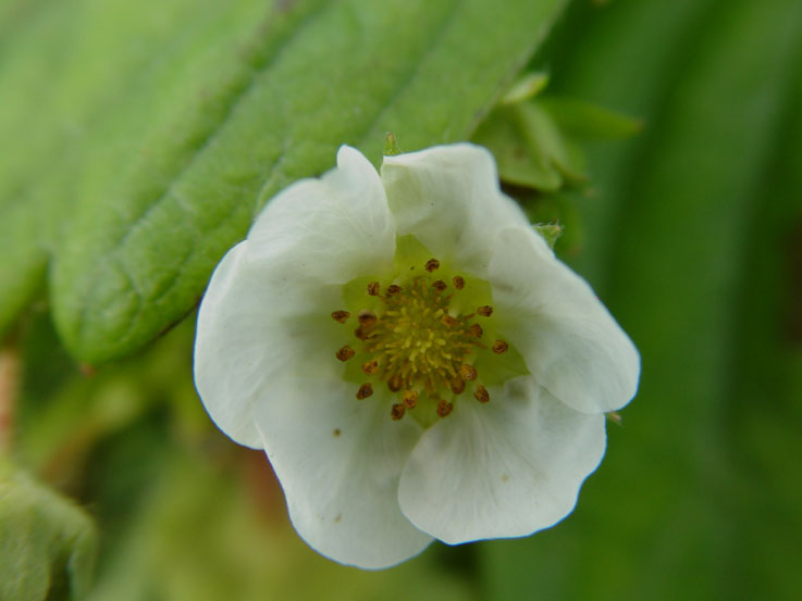 photo "летнее #1" tags: macro and close-up, 