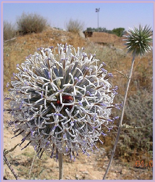 photo "The planet "Prickle"" tags: nature, flowers