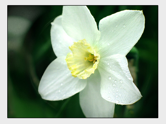 photo "***" tags: macro and close-up, nature, flowers