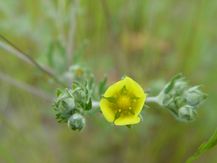 photo "летнее#2" tags: macro and close-up, 