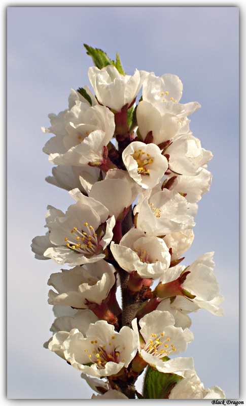 photo "Sakura" tags: macro and close-up, nature, flowers