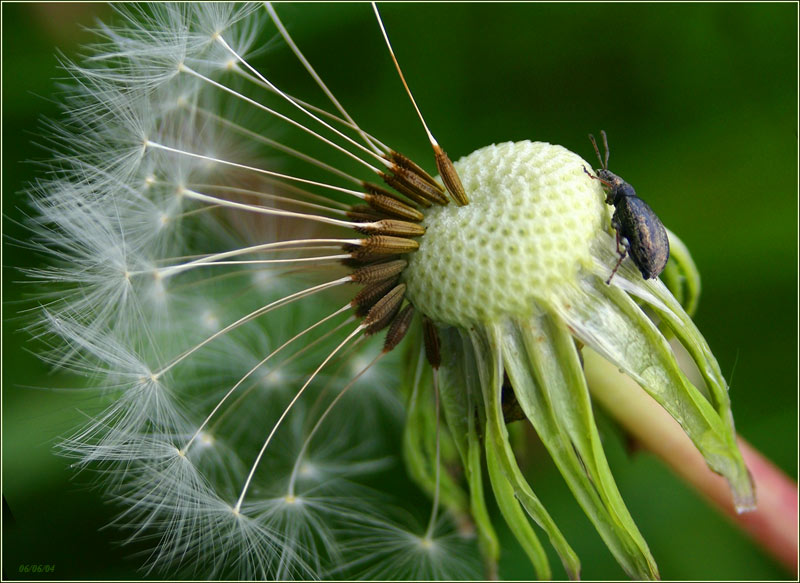 photo "On a glade" tags: macro and close-up, nature, flowers