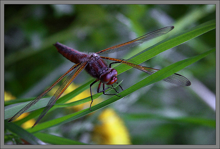 photo "***" tags: nature, insect